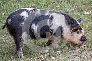 Closeup shot of Oxford sandy and back pig in the farm