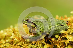 Closeup shot of a Pacific treefrog- Pseudacris Regilla on the yellow-green background