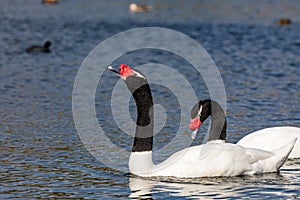 Closeup shot of a pair of black-necked swans swimming on the pond in the daylight