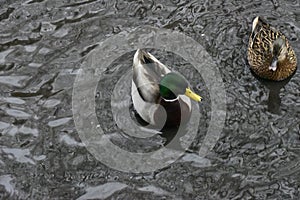 Closeup shot of a pair of mallards swimming in a pond