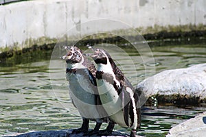 Closeup shot of a pair of Penguins surrounded by water