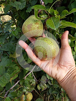 Closeup shot of a pair of unpicked pears in a human`s hand