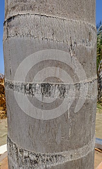 Closeup shot of a palm tree trunk