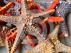 Closeup shot of Panamic cushion stars