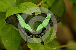 Closeup shot of Papilio palinurus, the emerald swallowtail on a green leaf