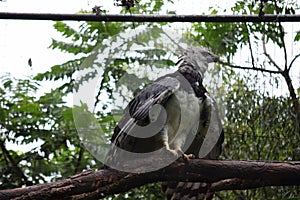 Closeup shot of a Papuan eagle perched on the branch