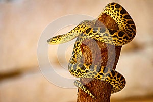 Closeup shot of a Paraguayan anaconda on a tree trunk. Eunectes notaeus.