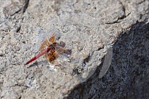 Closeup shot of a parasitism