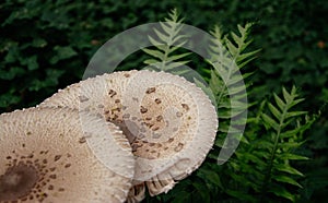 Closeup shot of parasol mushrooms (Macrolepiota procera) in the forest