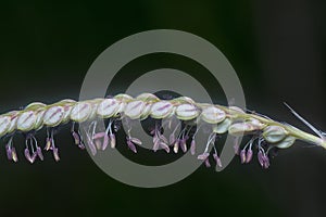 Closeup shot of the paspalum dilatatum flora.