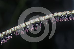 Closeup shot of the paspalum dilatatum flora.