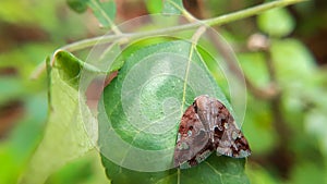Closeup shot of a Passionvine hopper on a green leaf photo