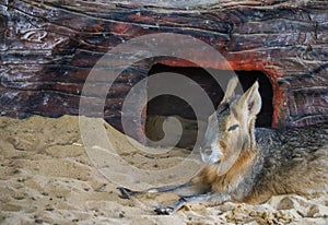 Closeup shot of Patagonian mara resting on straw at the zoo