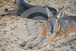 Closeup shot of Patagonian mara resting on straw at the zoo