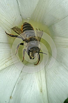 Closeup shot of a patchwork leaf-cutter bee (megachile centuncularis) collecting pollen from flower