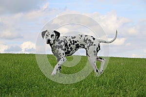 Closeup shot of a patterned white Dalmatian dog on the grass on four legs