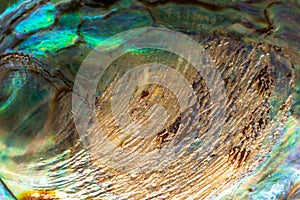 Closeup shot of paua abalone shell. Ventral view of the pearly texture of Haliotis iris
