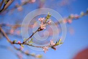 Closeup shot of peachtree flowers