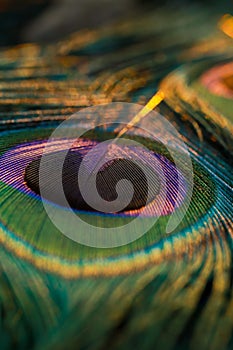 Closeup shot of a peacock tail feather.