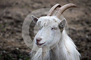 Closeup shot of a Peasantry goat breed with blurred background