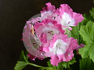 Closeup shot of pelargoniums