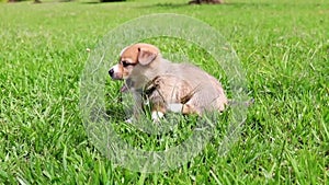 Closeup shot of a Pembroke Welsh Corgi puppy sitting on grass and scratching itself under sunlight