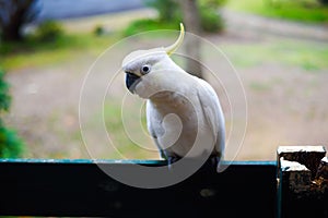 Closeup shot of a perched cacadoo bird