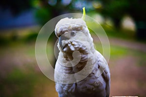 Closeup shot of a perched cacadoo bird