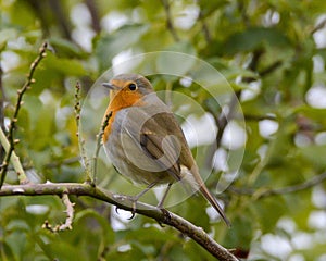 Closeup shot of a perched European Robin bird