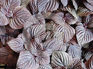 Closeup shot of Perilla leaves