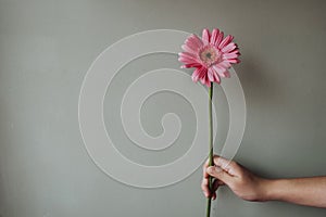 Closeup shot of a person holding pink Transvaal daisy on a gray background