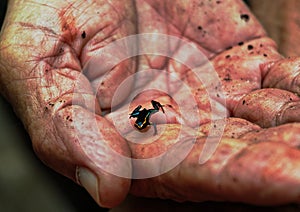 Closeup shot of a person holding a small black frog in his hands