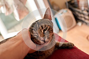 Closeup shot of a person's hand petting a cute cat