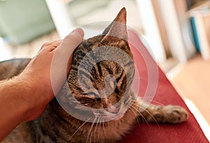 Closeup shot of a person's hand petting a cute cat