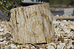 Closeup Shot of Petrified Wood