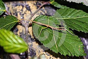 Closeup shot of a phasmid on green plants photo