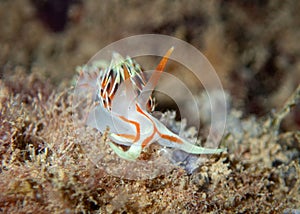 Closeup shot of a Phidiana militaris sea slug in the Gador Nature Reserve, Mikhmoret, Israel