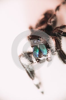 Closeup shot of a Phidippus audax, a bold jumping spider