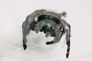 Closeup shot of a Phidippus audax, a bold jumping spider