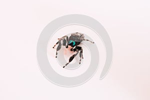 Closeup shot of a Phidippus audax, a bold jumping spider