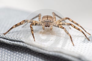 Closeup shot of a philodromidae crab spider stands on a white wicker box with blur background