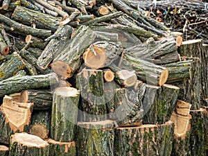 Closeup shot of a pile of chopped trees and logs in a forest