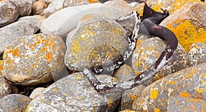 Closeup shot of a pile of lichen-covered stone and seaweed in Cape Town, South Africa