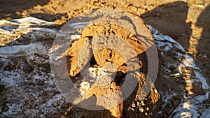 Closeup shot of a pile of pressed dried dung cakes for fuel