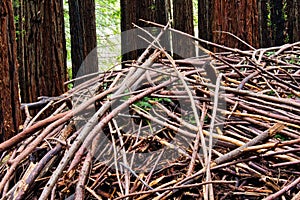 Closeup shot of a pile of wooden twigs in a forest