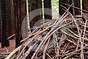 Closeup shot of a pile of wooden twigs in a forest