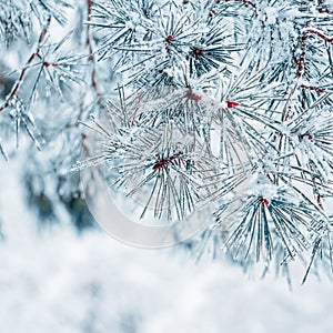 Closeup shot of a pine tree branch covered with frost, on a winter day, with white background