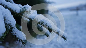 Closeup shot of a pine tree branch covered in snow