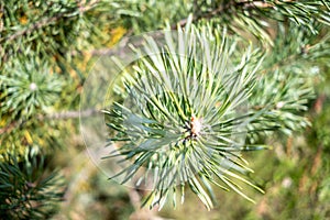 Closeup shot of a pine tree branch growing in the forest on a sunny day