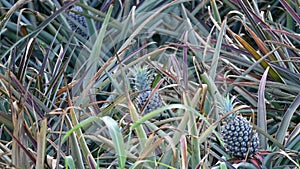 Closeup shot of pineapple fields of Dole Plantation, Hawaii